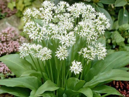 38112 esnek medv d allium ursinum
