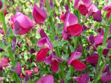 Čilimník 'Boskoop Ruby'  Cytisus scoparius 'Boskoop Ruby'