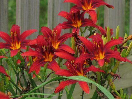 Denivka 'Crimson Pirate' - Hemerocallis 'Crimson Pirate'  Hemerocallis 'Crimson Pirate'