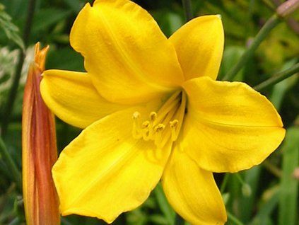 Denivka 'Golden Chimes' - Hemerocallis 'Golden Chimes'  Hemerocallis 'Golden Chimes'