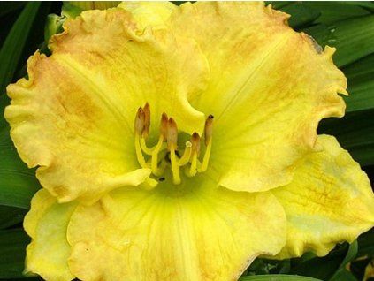 gold denivka