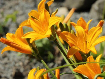 Denivka Middendorfova - Hemerocallis middendorfii  Hemerocallis middendorfii