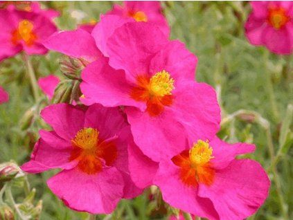 Devaterník 'Ben Hope' - Helianthemum 'Ben Hope'  Helianthemum 'Ben Hope'