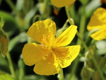Devaterník x hybr. 'Sterntaler' - Helianthemum x hybr. 'Sterntaler'  Helianthemum x hybr. 'Sterntaler'