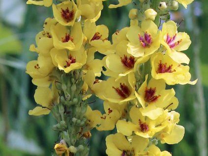 Divizna černá - Verbascum nigrum  Verbascum nigrum