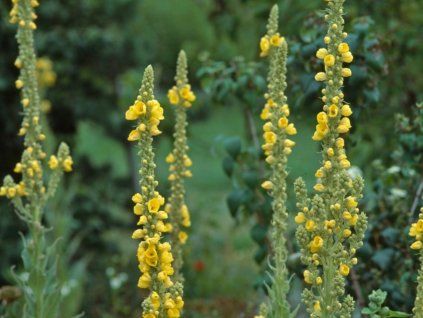 Divizna malokvětá - Verbascum thapsus  Verbascum thapsus