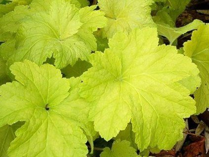 electric lime