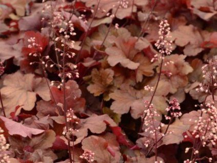 Dlužicha 'Fire Alarm' - Heuchera 'Fire Alarm'  Heuchera 'Fire Alarm'
