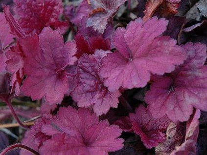 plum