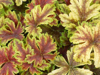 Dlužicha 'Golden Zebra' - Heucherella 'Golden Zebra'  Heucherella 'Golden Zebra'