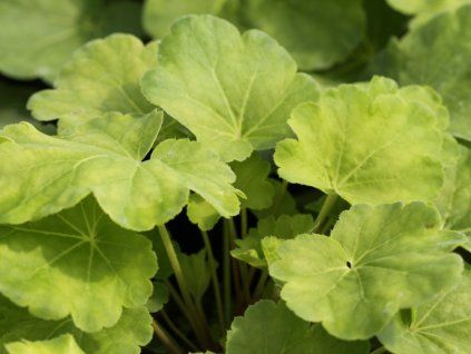 Dlužicha  LITTLE CUTIE® 'Blondie in Lime' - Heuchera  LITTLE CUTIE® 'Blondie in Lime'  Heuchera LITTLE CUTIE® 'Blondie in Lime'
