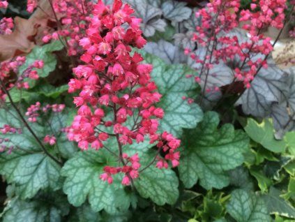 Dlužicha 'Paris' - Heuchera 'Paris'  Heuchera 'Paris'