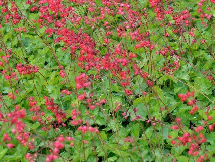 38847 1 38847 1 38847 1 dluzicha krvava leuchtkafer heuchera sanguinea leuchtkafer