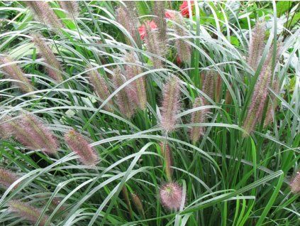 Dochan psárkovitý var. viridiscens - Pennisetum alopecuroides var. viridiscens  Pennisetum alopecuroides var.viridiscens