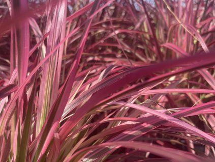 38946 3 dochan sety fireworks pennisetum advena fireworks