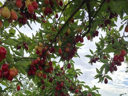Dřín velkoplodý 'Swietljaczok'  Cornus mas 'Swietljaczok'