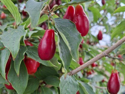 Dřín velkoplodý 'Wydubietskij'  Cornus mas ´Wydubietskij´