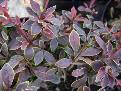 Dřišťál Thunbergův 'Coronita'  Berberis thunbergii 'Coronita'