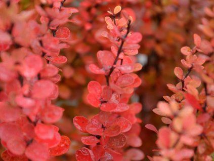 Dřišťál Thunbergův 'Erecta'  Berberis thunbergii 'Erecta'