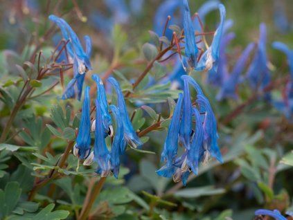 Dymnivka 'Blue Heron' - Corydalis flexuosa 'Blue Heron'  Corydalis flexuosa 'Blue Heron'