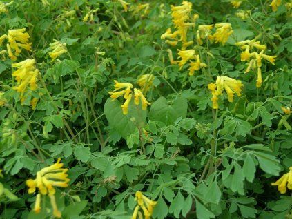 Dymnivka žlutá - Corydalis lutea  Corydalis lutea