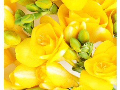 39936 1 frezie yellow