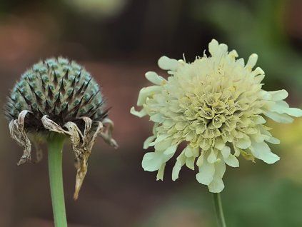 Hlavatka alpská - Cephalaria alpina  Cephalaria alpina