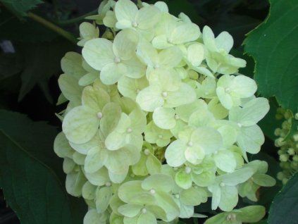 Hortenzie latnatá 'Silver Dollar'  Hydrangea paniculata 'Silver Dollar'