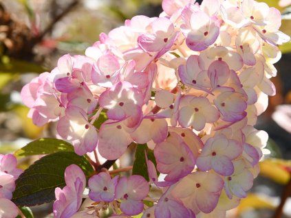40380 40380 hortenzie latnata sundae fraise