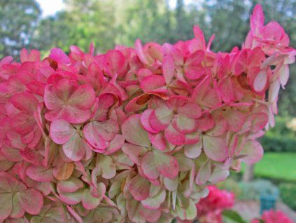 40389 5 hortenzie latnata vanille fraise