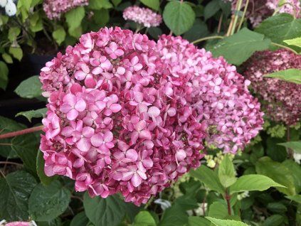Hortenzie stromečkovitá 'Pink Annabelle'  Hydrangea arborescens 'Pink Annabelle'