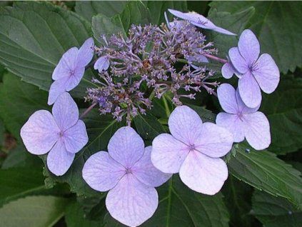 Hortenzie velkolistá 'Blue Wave'  Hydrangea macrophylla 'Blue Wave'