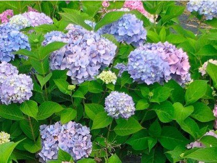 summer beauty