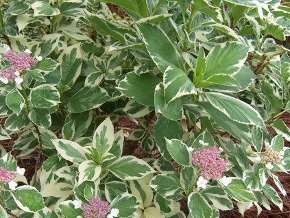 Hortenzie velkolistá 'Tricolor'  Hydrangea macrophylla 'Tricolor'