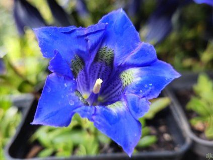 40617 2 horec bezlodyzny gentiana acaulis hort