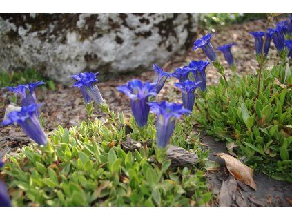 40632 trumpet gentian 6692540 1280 1500w