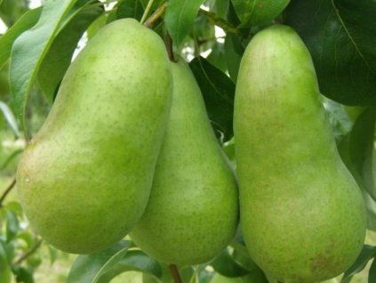 Hrušeň 'Amfora®'  Pyrus communis 'Amfora'