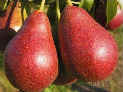 Hrušeň 'Astra'  Pyrus communis 'Astra'