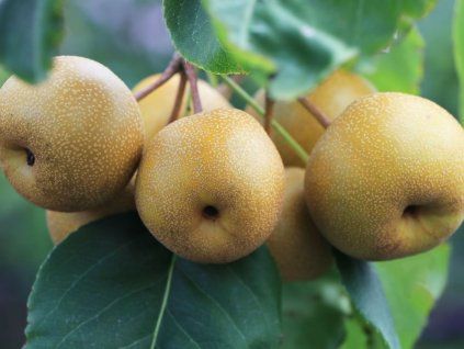 Hrušeň 'Benita'  Pyrus communis 'Benita'