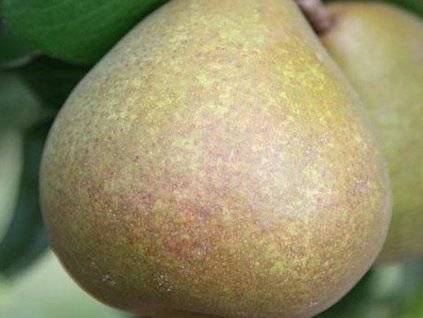 Hrušeň 'Bera Hardy'  Pyrus communis 'Bera Hardy'