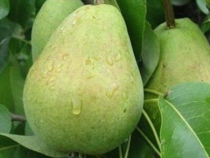 Hrušeň 'Bohemica'  Pyrus pyrifolia 'Bohemica'