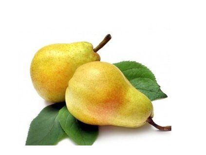 Hrušeň 'Bojnická podzimní'  Pyrus communis 'Bojnická podzimní'