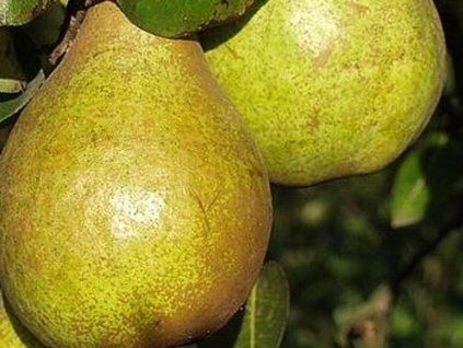 Hrušeň 'Bojničanka'  Pyrus communis 'Bojničanka'
