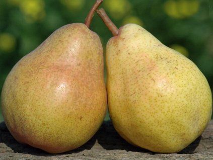 Hrušeň 'Carola'  Pyrus communis 'Carola'