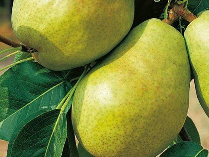 Hrušeň 'David'  Pyrus communis 'David'