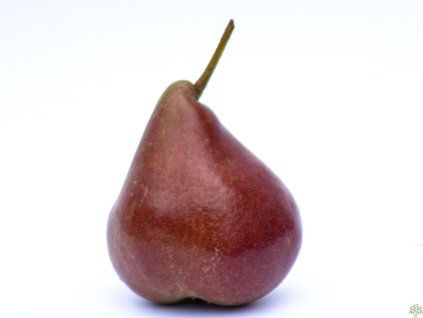Hrušeň 'Dicolor'  Pyrus communis 'Dicolor'