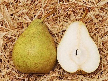 Hrušeň 'Dita'  Pyrus communis 'Dita'