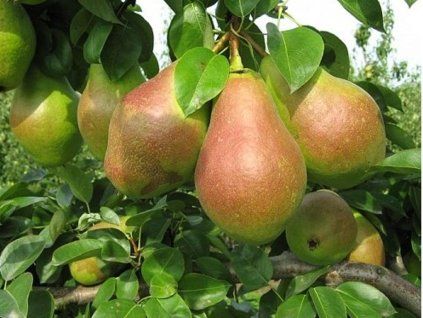 Hrušeň 'Elektra'  Pyrus communis 'Elektra'