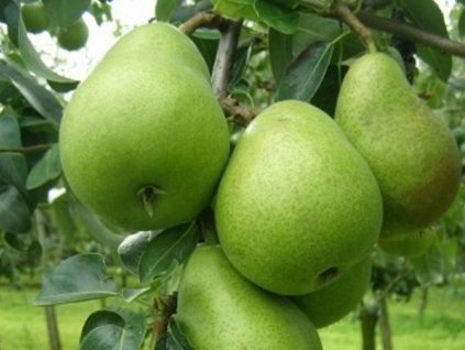 Hrušeň 'Erika'  Pyrus communis 'Erika'