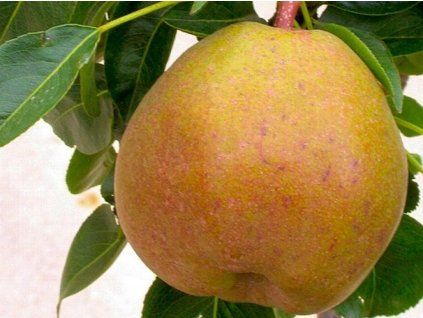 Hrušeň 'Garden Gem'  Pyrus communis 'Garden Gem'